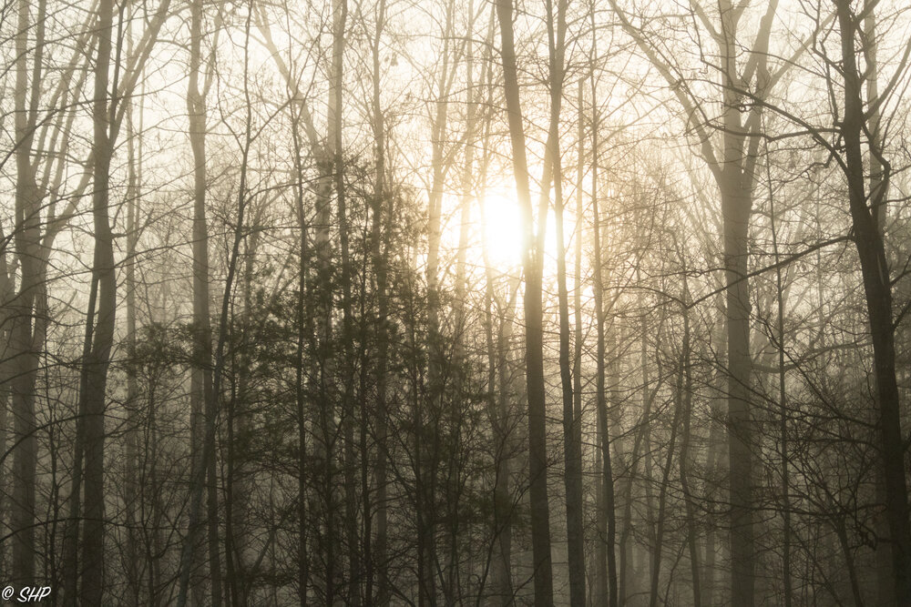 86 - Morning Fog in the Woods ©SHP 2020-0004.jpg