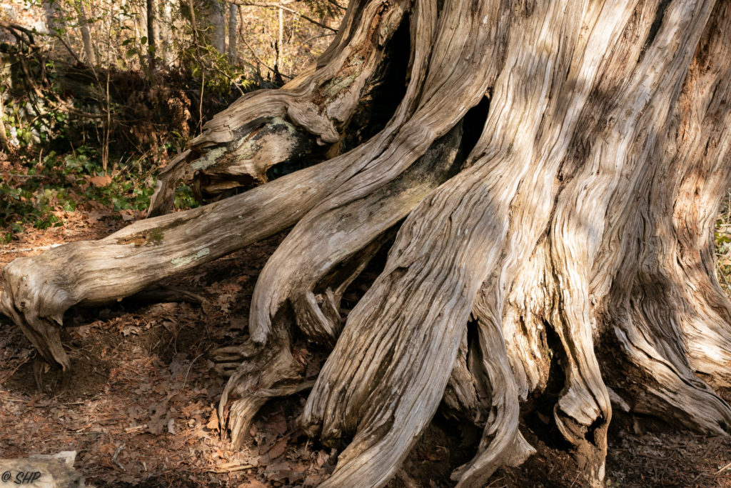 Old tree at Natural Bridge
