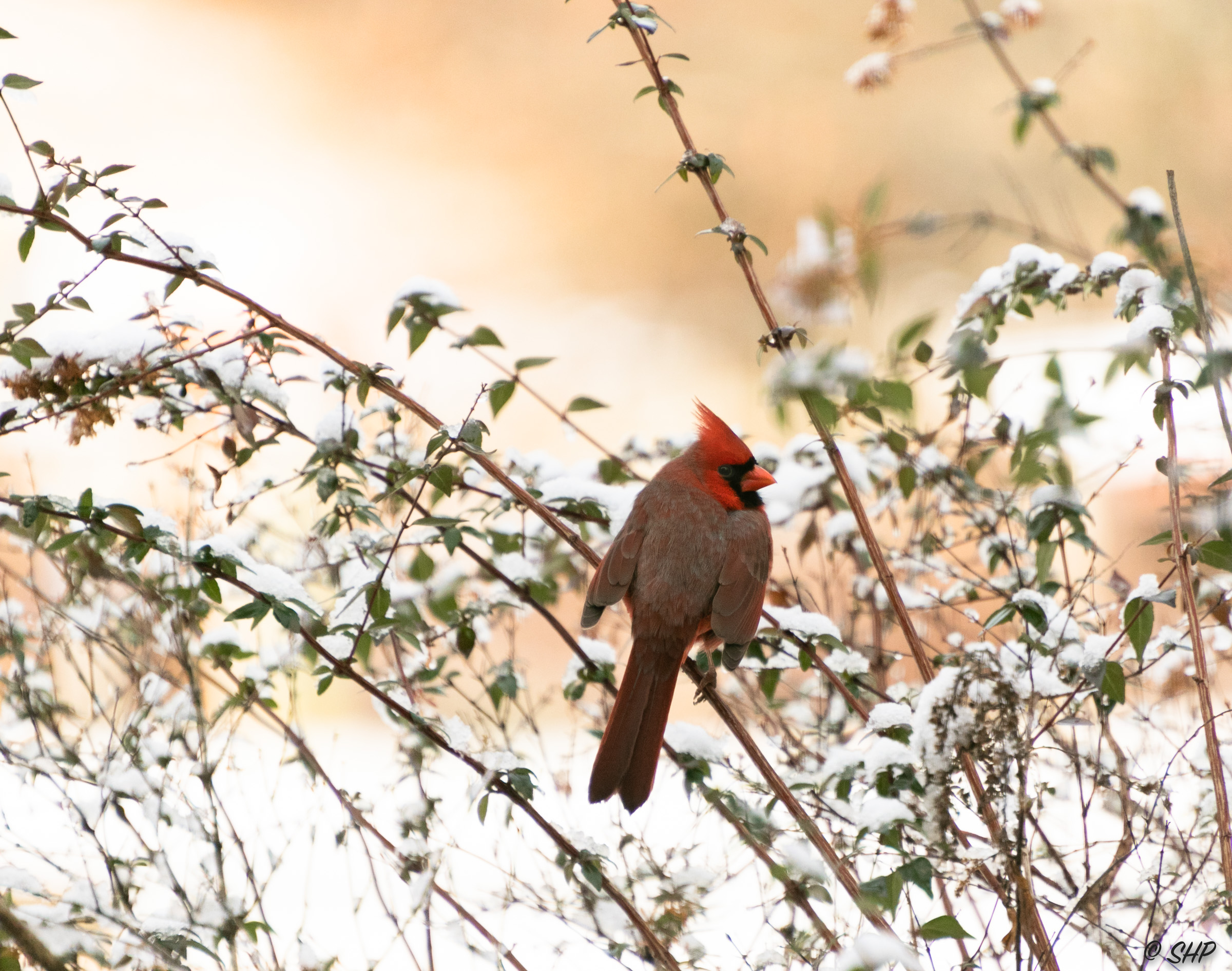 Female cardinal in snow