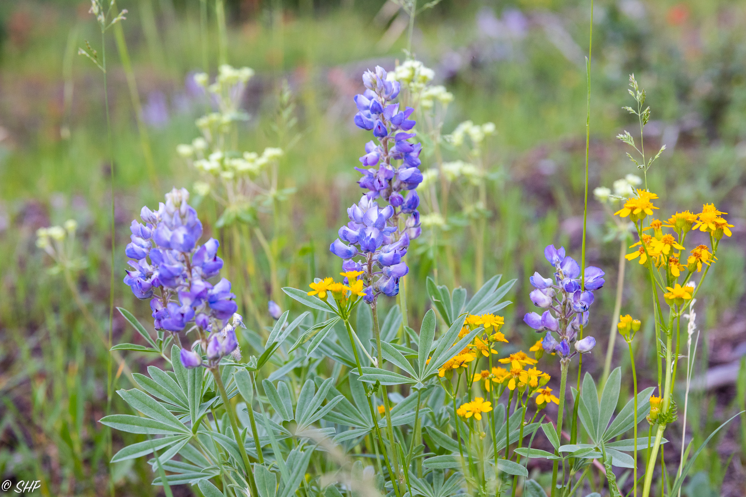 Lupine and Wildflowers Grand Teton National Park