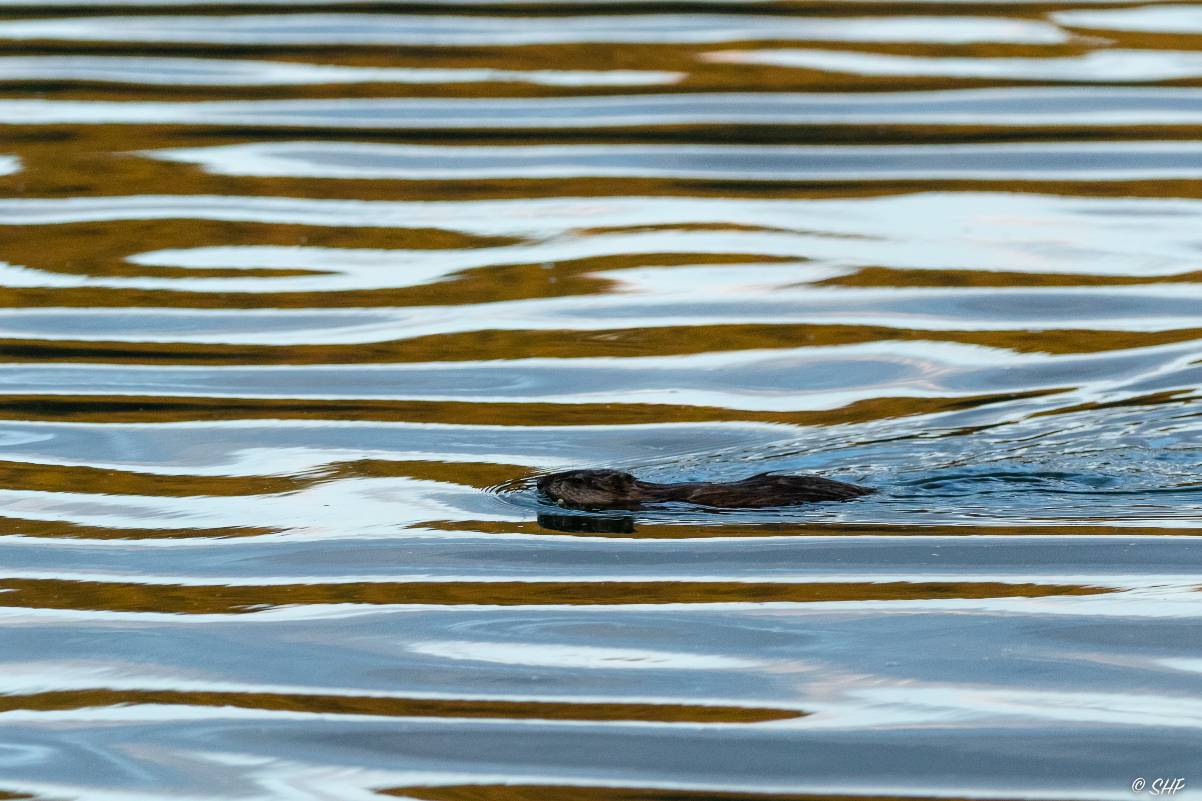 muskrat swimming in Snake River at sunrise reflected in water