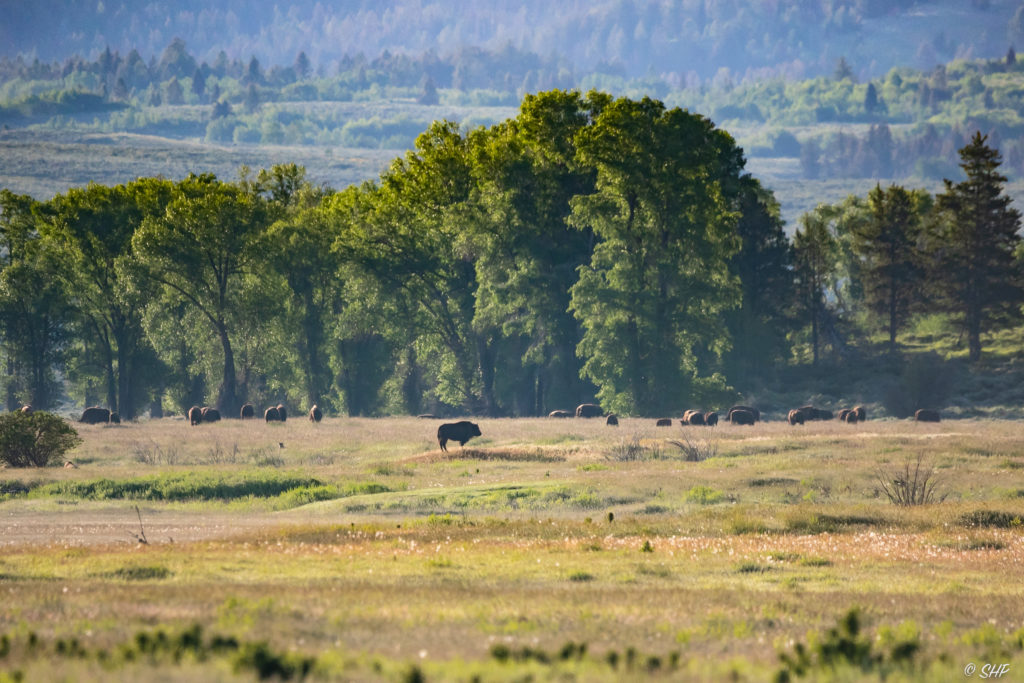 bison in Grand Teton National Park