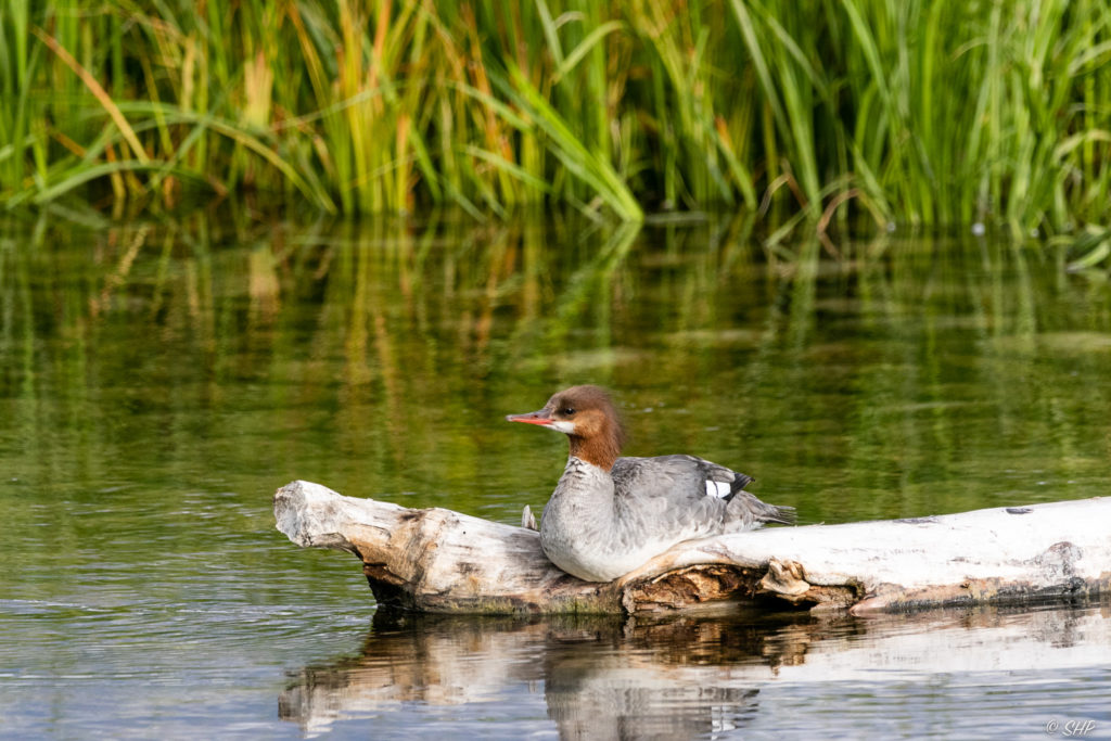 Merganser duck perched on log at Schwabacher Landing