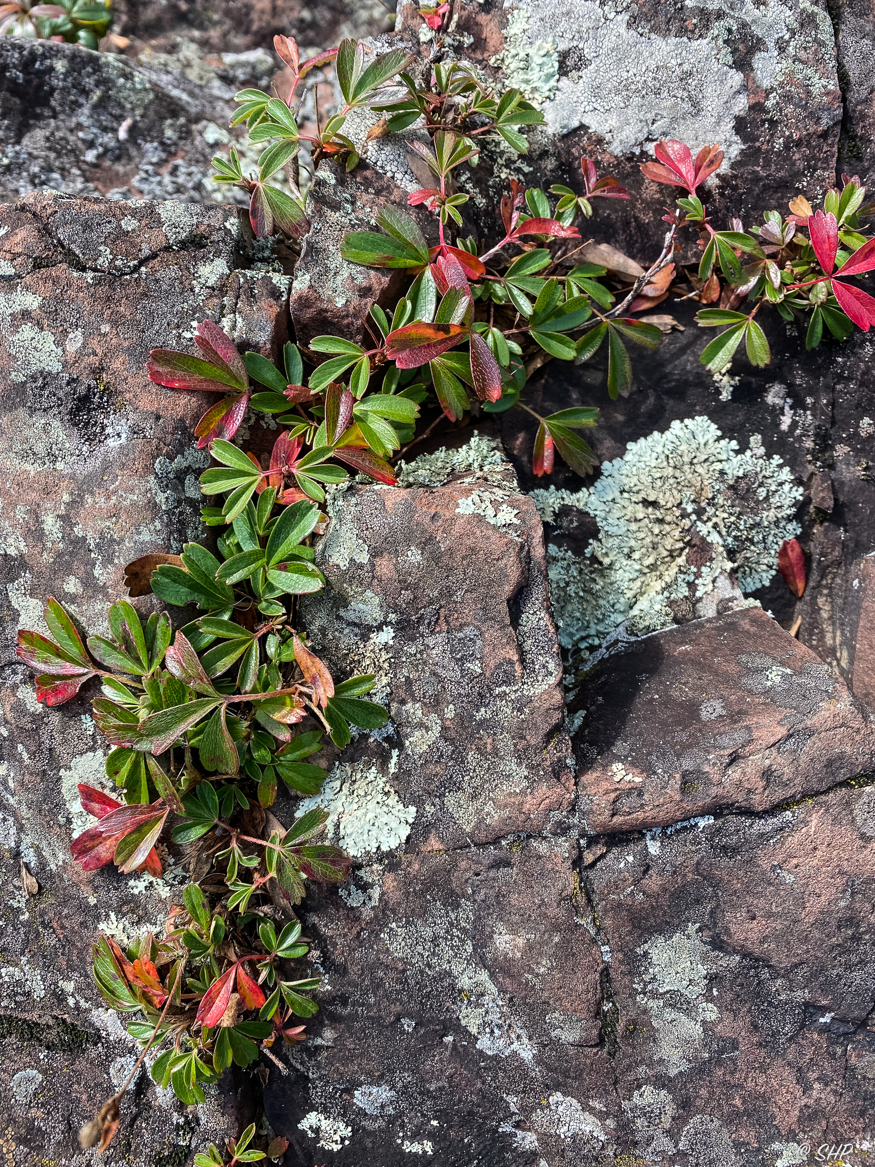 green and red vine growing in rock