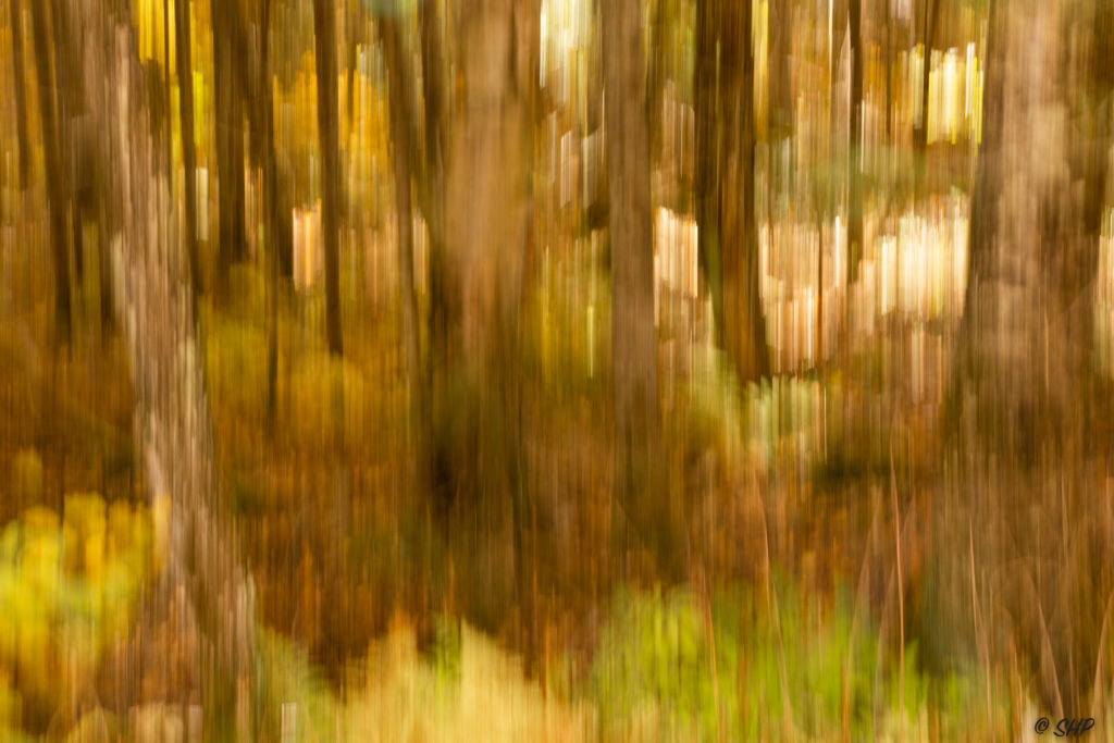 ICM of forest