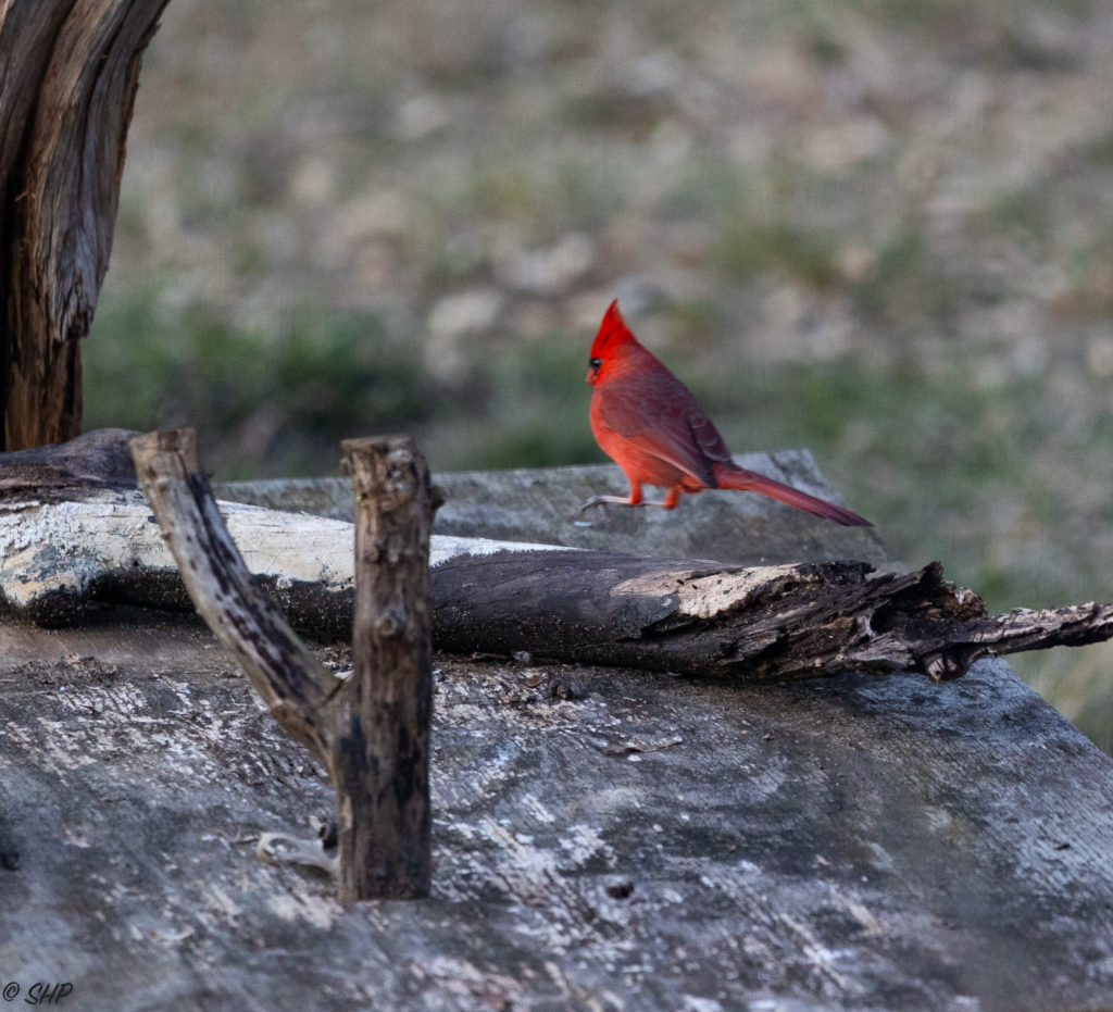 Male cardinal hopping across log