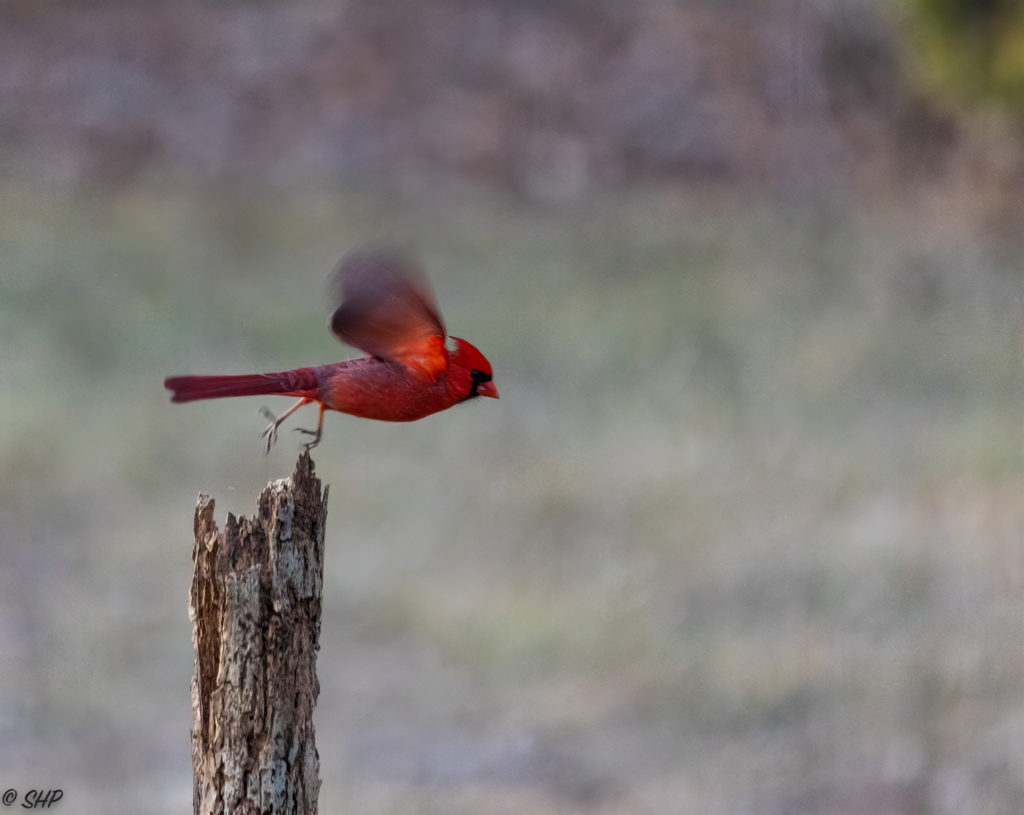 Male cardinal taking off from perch