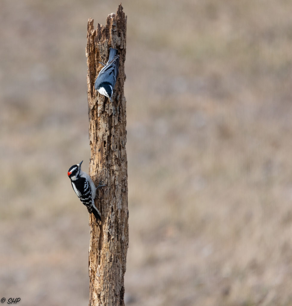 Downy Woodpecker and White Breasted Nuthatch eyeing each other on tree stump