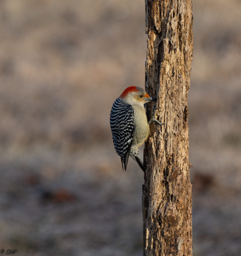 Red bellied woodpecker hunting for insects