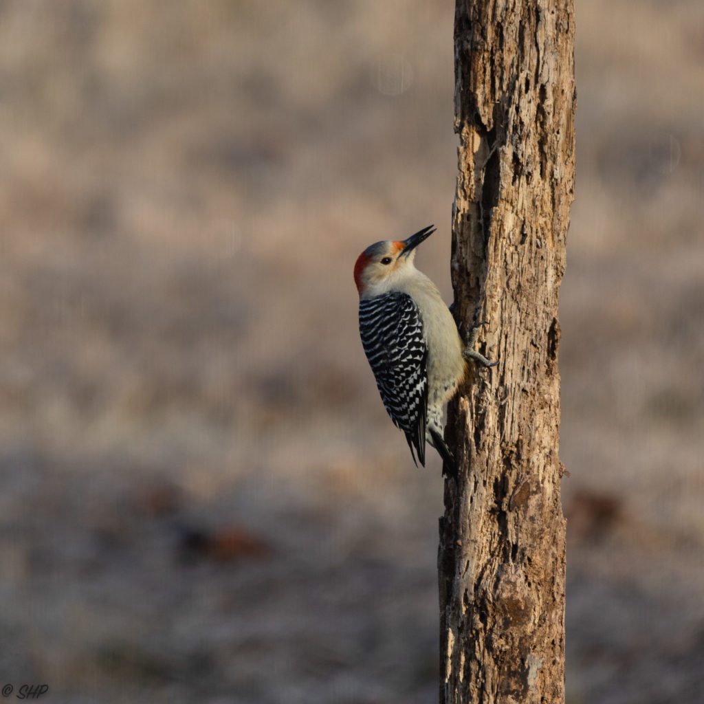 Red Bellied Woodpecker with beak open
