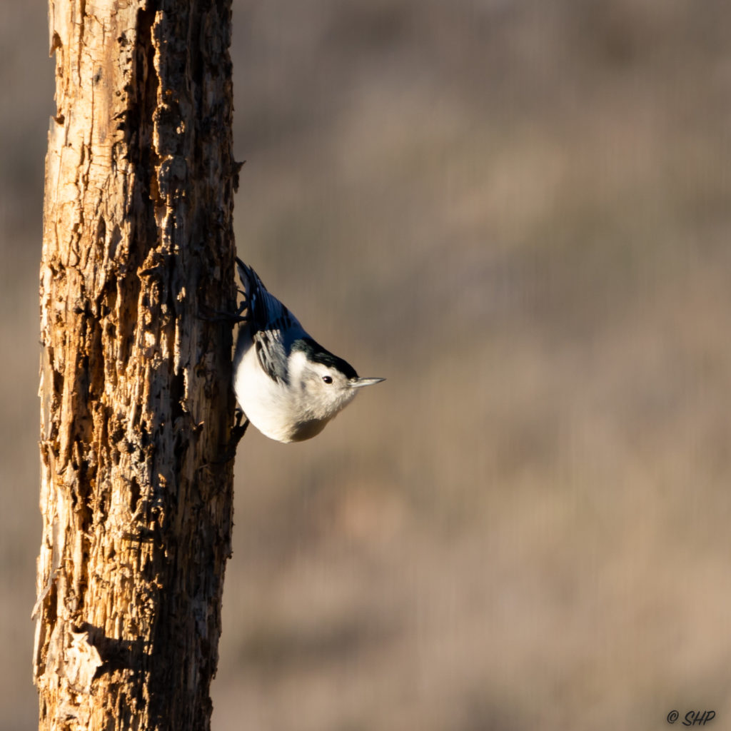 White breasted nuthatch upside down on pine log