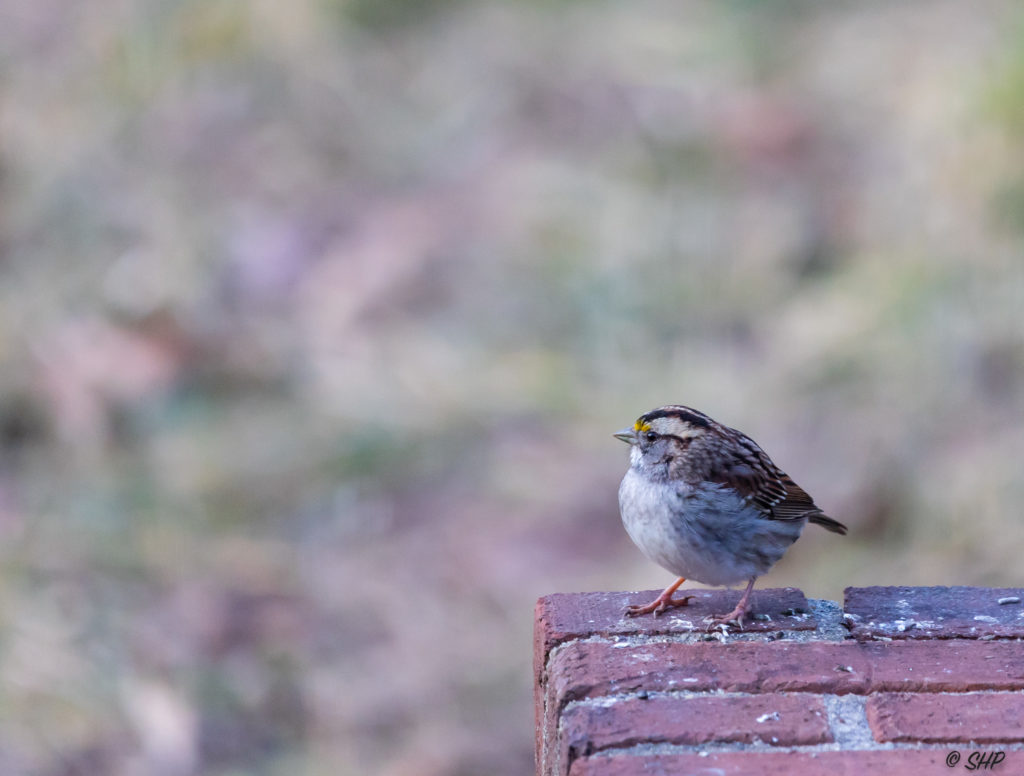 White throated sparrow on brick wall
