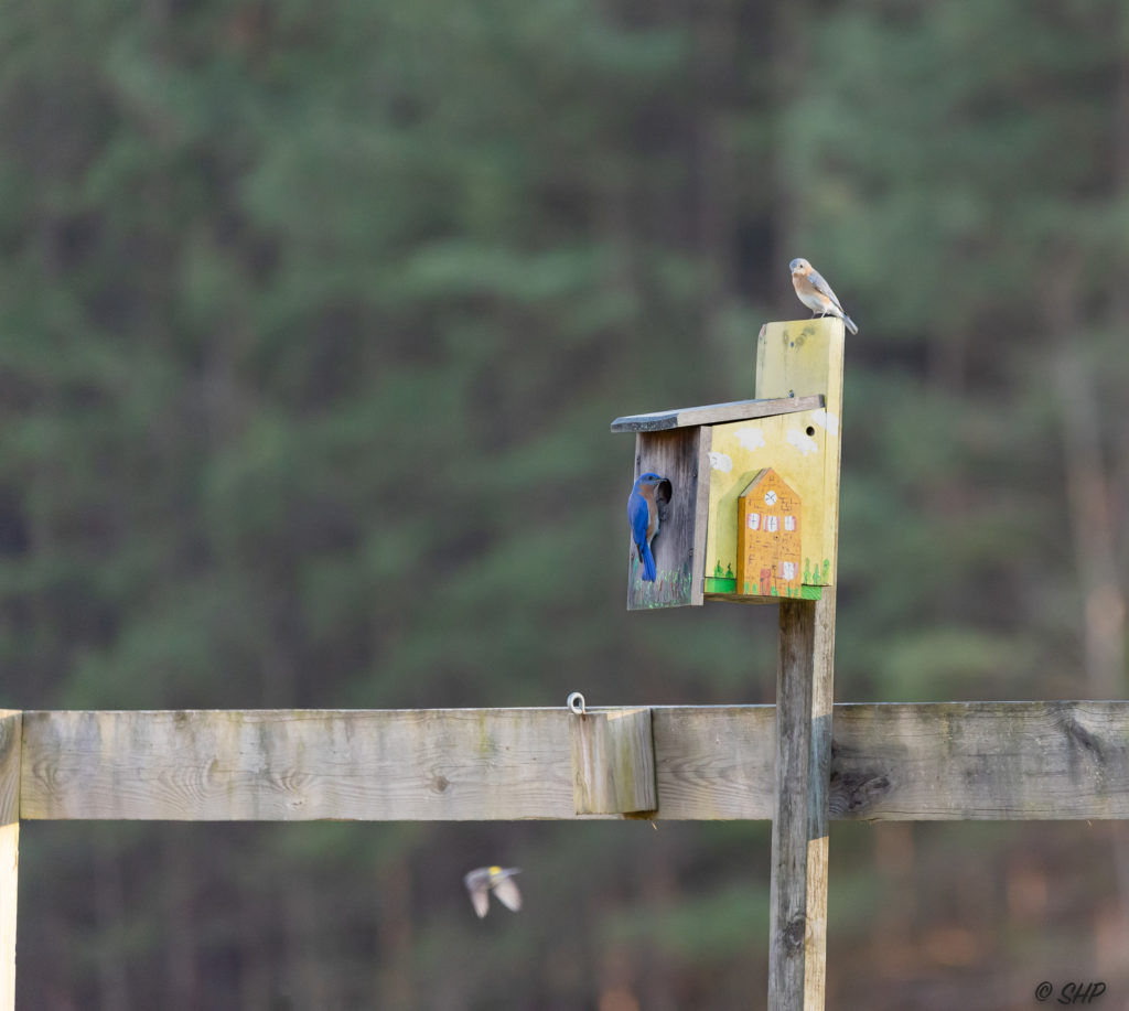 bluebird pair on yellow birdhouse