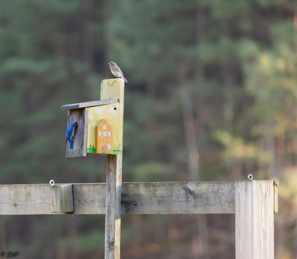 bluebird pair on yellow birdhouse