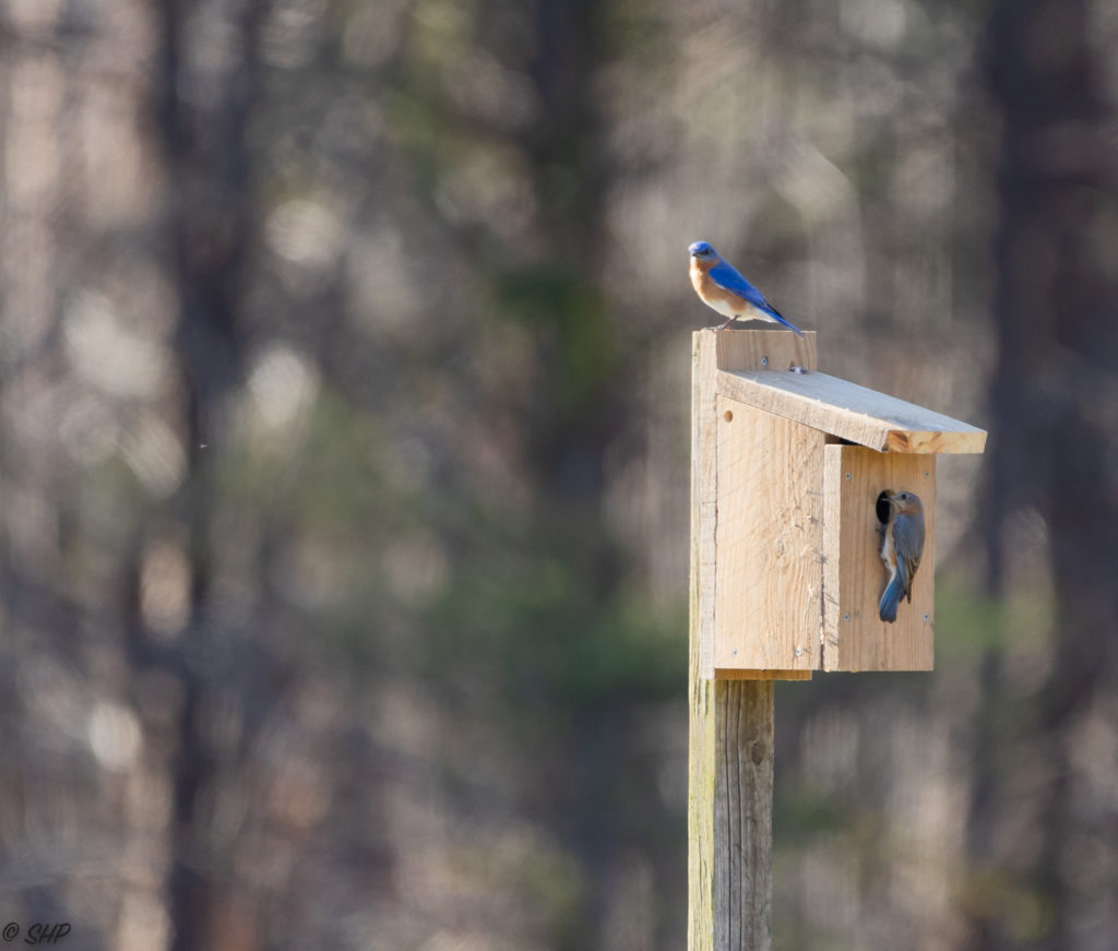 bluebird pair inspecting birdhouse