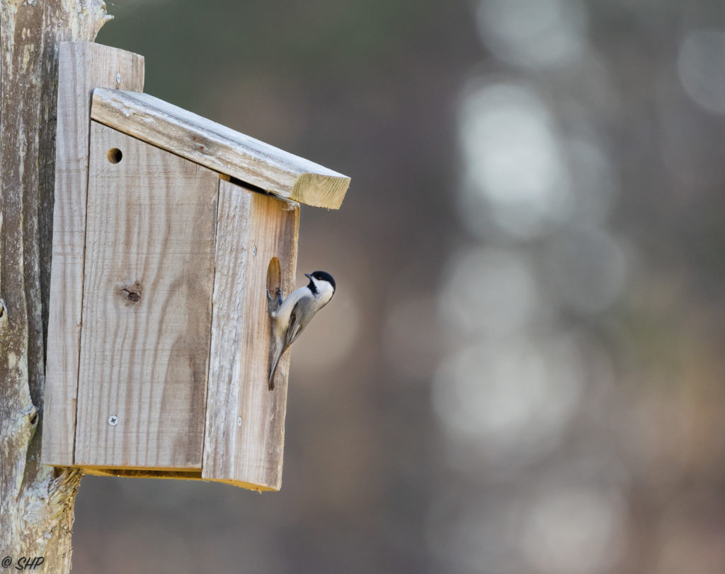 chickadee inspecting birdhouse