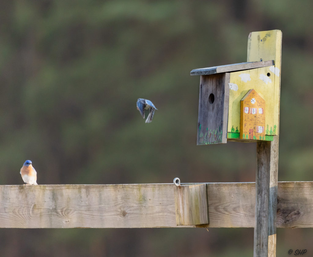 female bluebird flying away from birdhouse