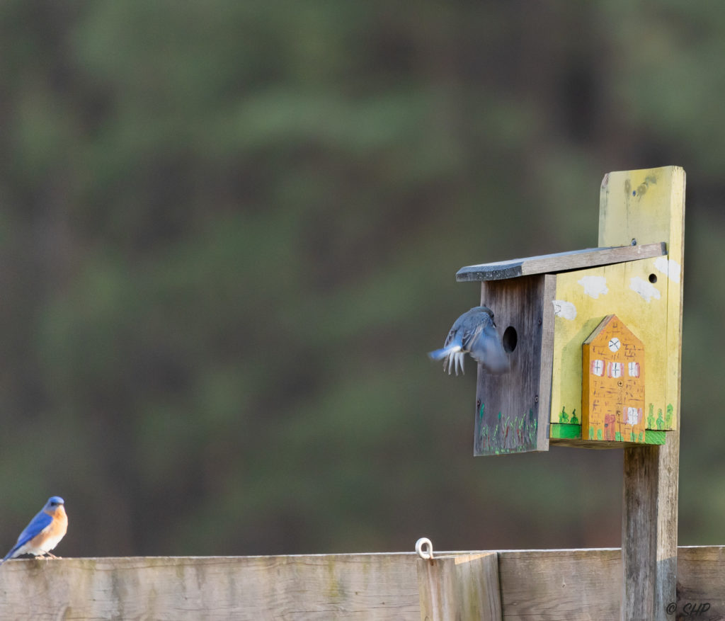 female bluebird flying in birdhouse