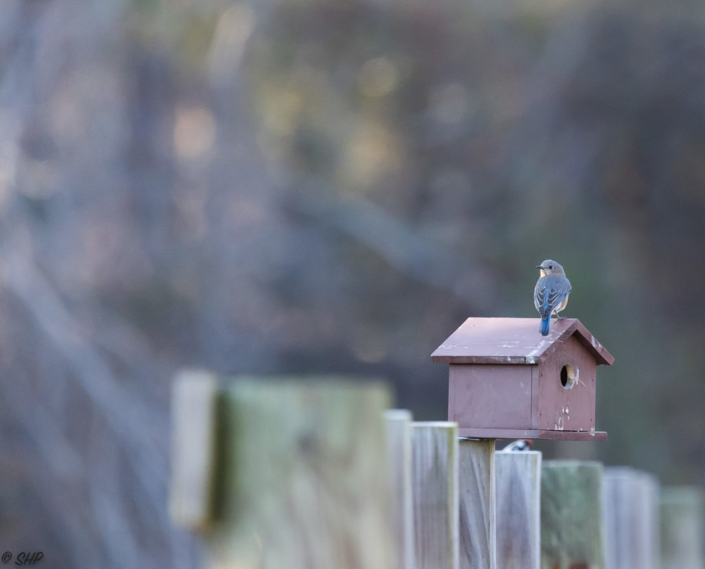 female bluebird on red birdhouse