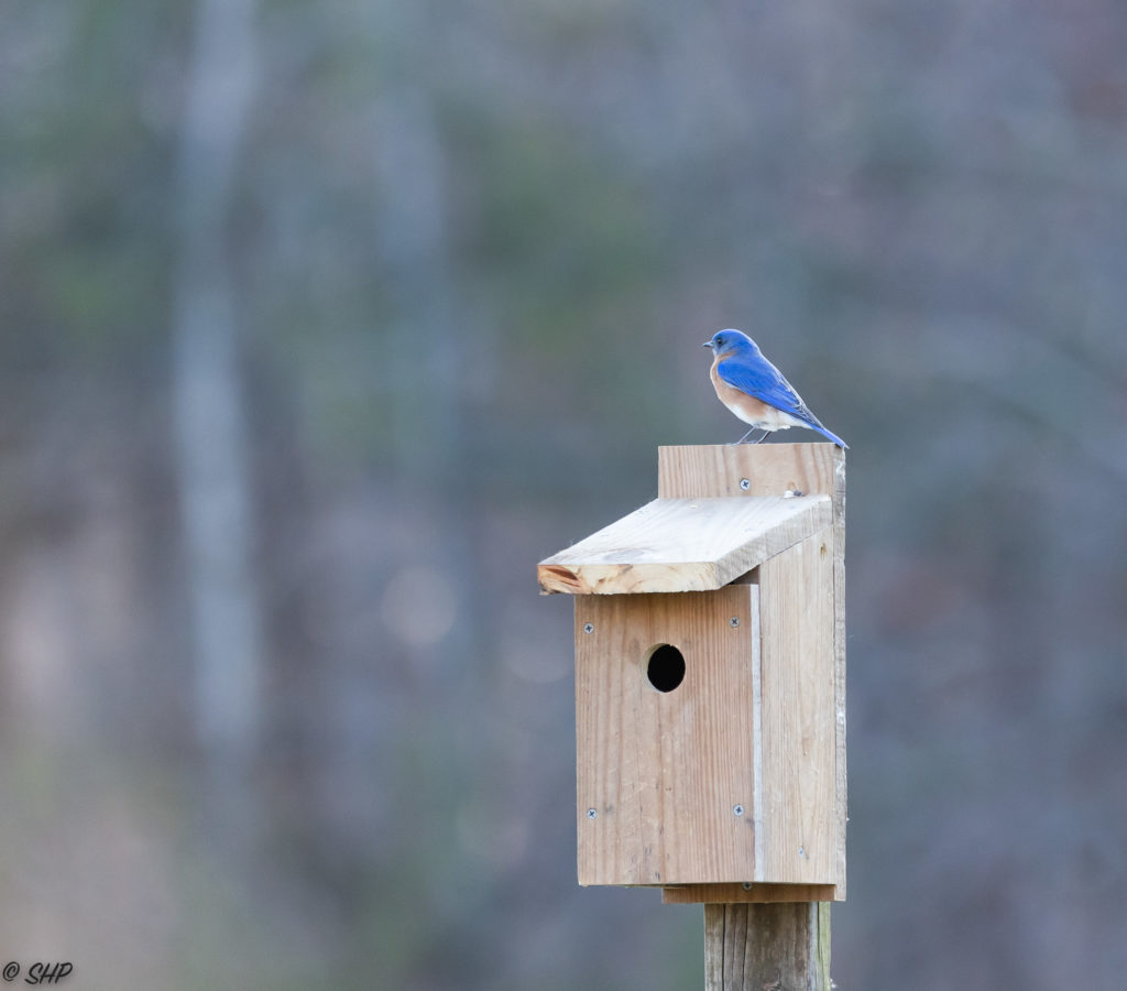 male bluebird on birdhouse