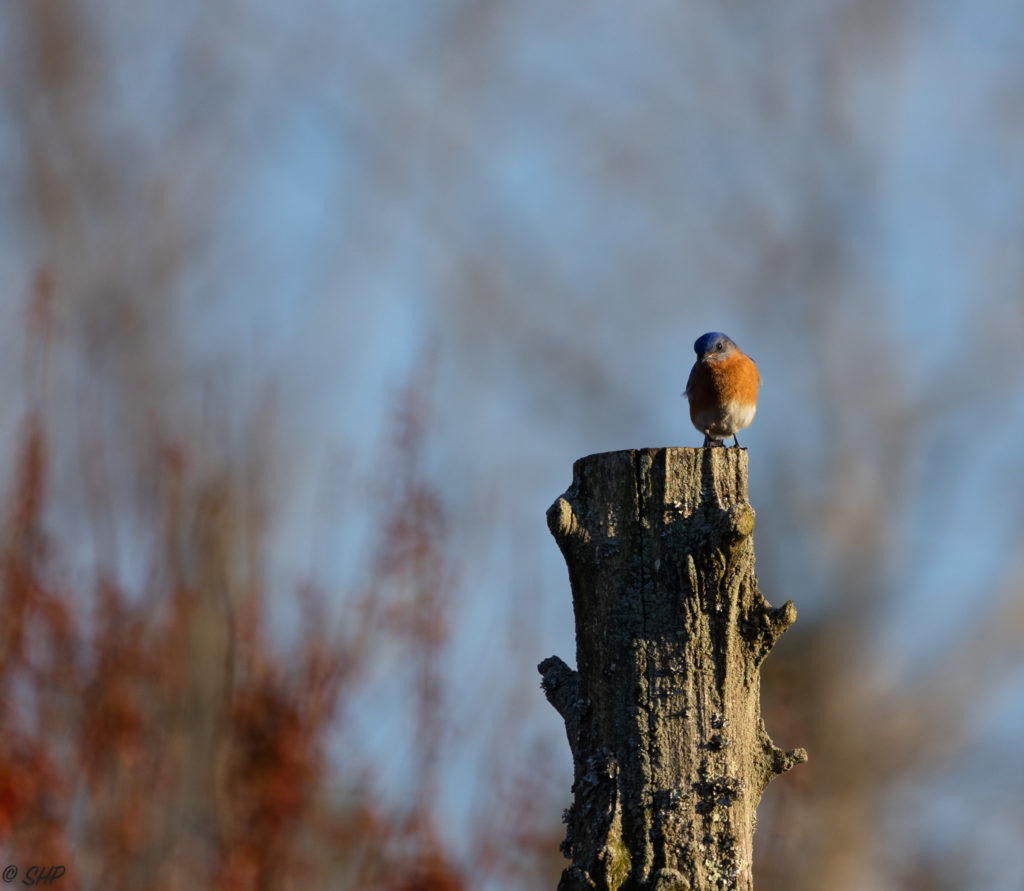 male bluebird on pole