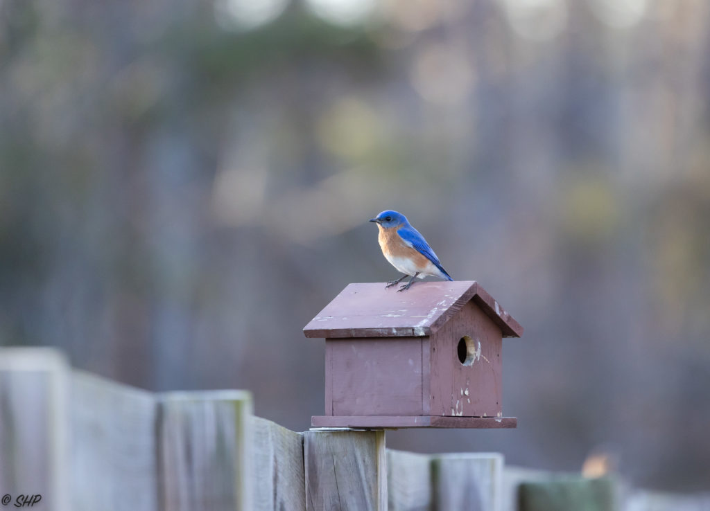 male bluebird on red birdhouse