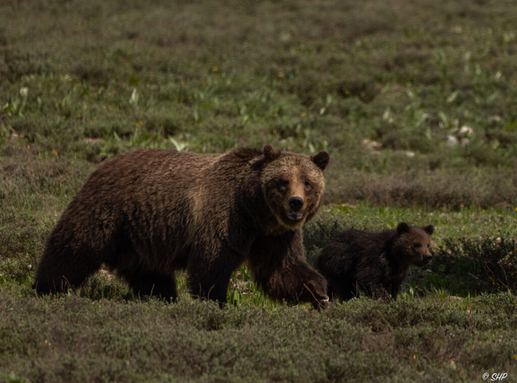 grizzly bear #399 and cub