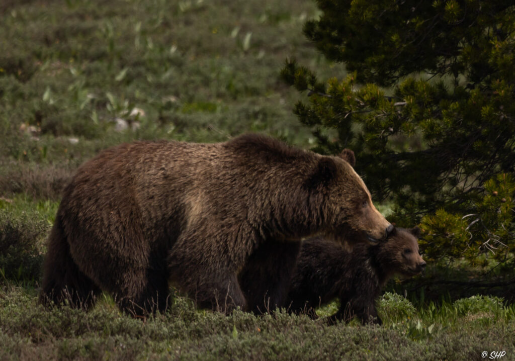 grizzly bear #399 and cub