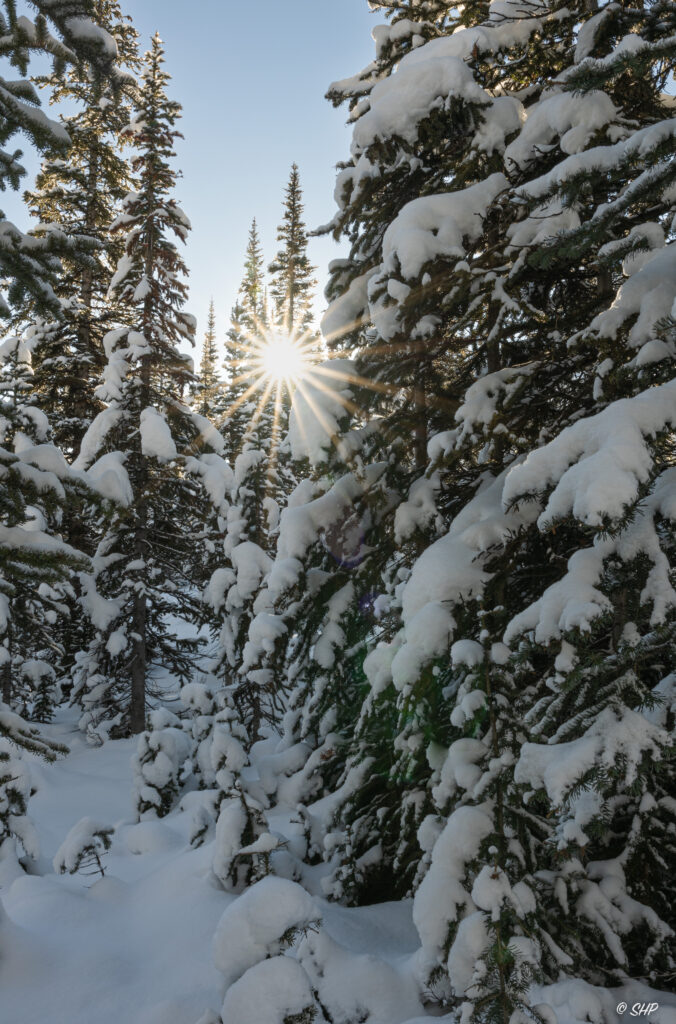 sunburst in snow covered trees at Peyto Lake Banff NP Canada